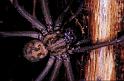 Tegenaria_parietina_P1543_Z_78_Les Gris_Frankrijk